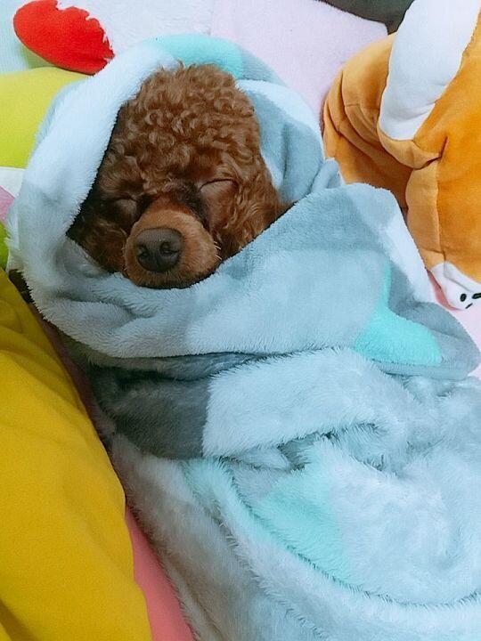 나는 푸들 두마리키워 콩이랑 코코