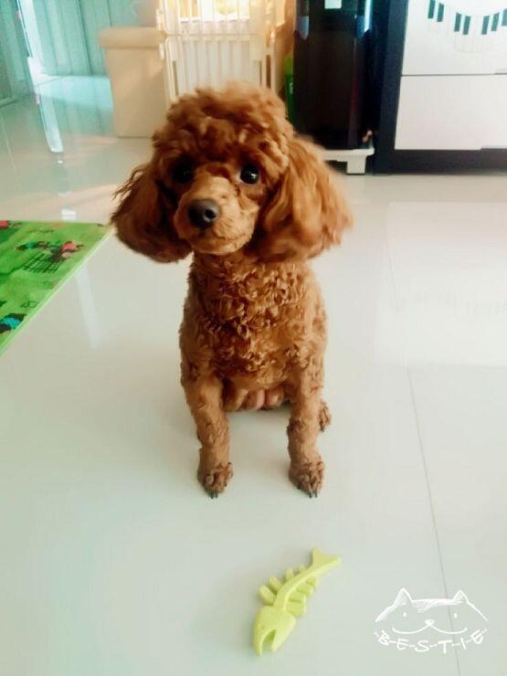 나는 푸들 두마리키워 콩이랑 코코