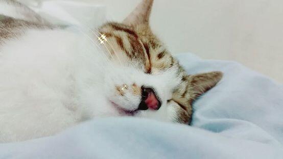 우리집 고양이 두마리! 초초 미세 그리고 친구네 먼지도 있어 사진 올라갈지 잘 모르겠다