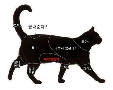그래. 이번에는 직접 고양이에게 다가가서 배를 쓰다듬어 봐야겠다! 지금이 아니면 또 언제 고양이를 만나보겠어? 나는 제자리에 쪼그려 앉아 근처에