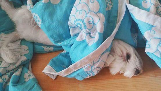 >>46 ㅎㅎㅎ 고마워 우리 뽀삐 자는거 진짜 신기해 꼭 얼굴에 이불 덮고 자려고하거든. 몇년전에는 내가 이불 안덮고자니 내 옷속에 들어왔더라ㅋ