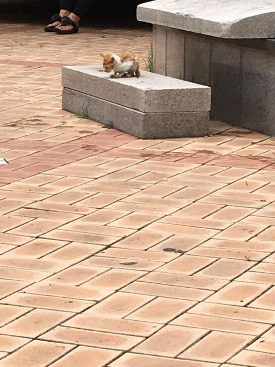 이건 처음 구조하고 냥냥이 엄마 올때까지 기다린사진