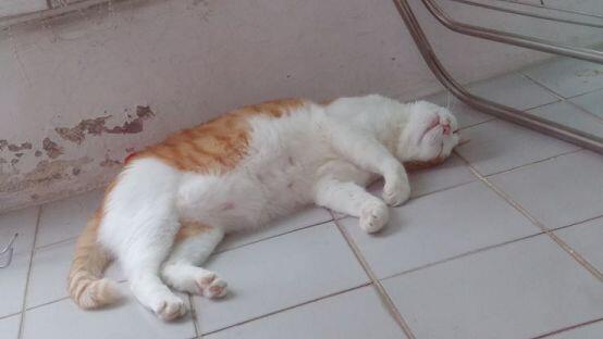 잘잔다..잔다...자기만한다..왜 사진이 자는거밖에없지?!