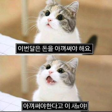 냐옹