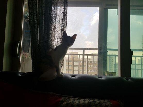 5시쯤 우리집고양이