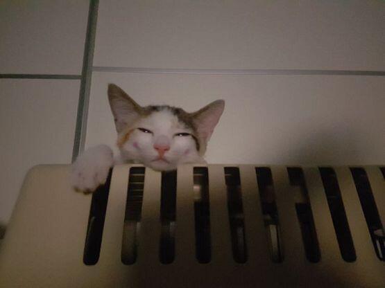 우리집고양이
