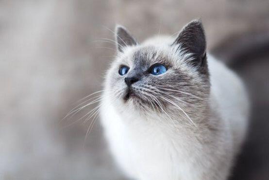 다들 고양이 사진 보고 진정하자. 도배같으니 이것만 올리고 그만 올릴게
