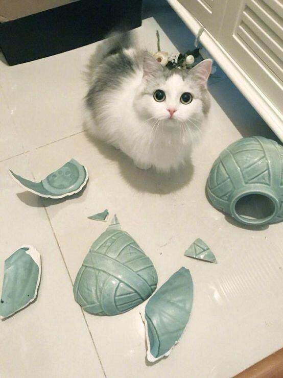 애옹