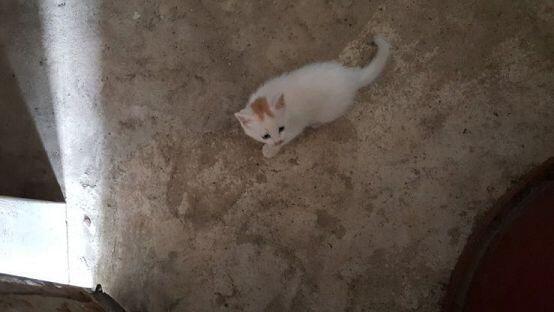 오늘 엄마가 할머니댁 내려가서 갓 찍어오신 따끈따끈한 사진! 사실 얘가 아직 눈도 못뜬 솜털뭉치일때의 영상도 있지만 그건 아빠 손과 우리 목소리