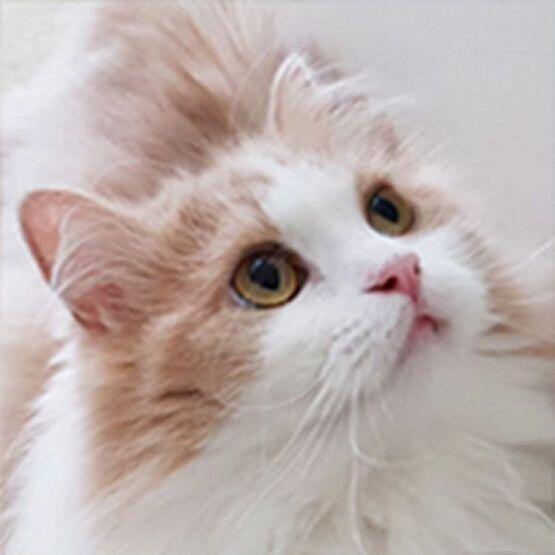 이 고양이 어때?