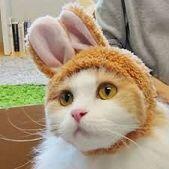 이 고양이 어때?