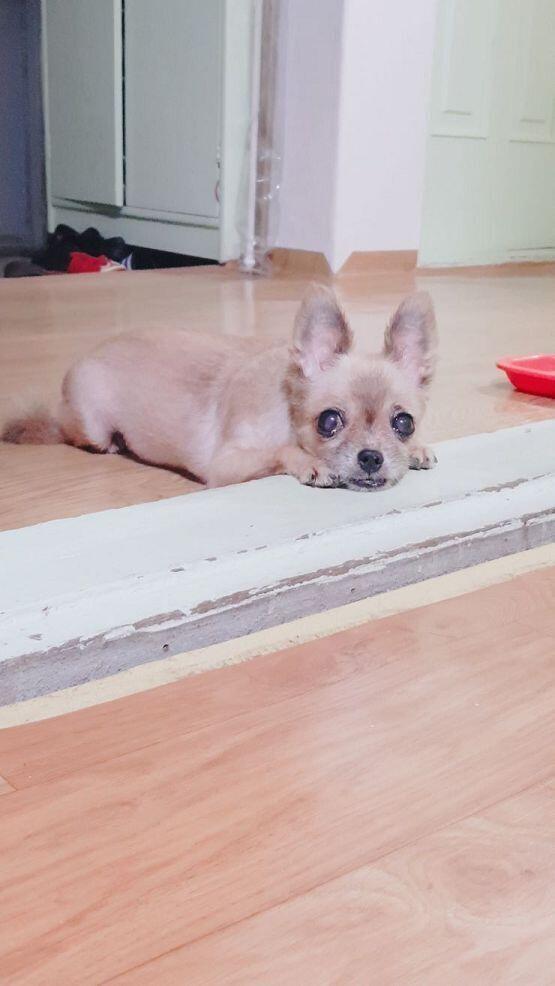 혹시 댕댕이두 되닝...?