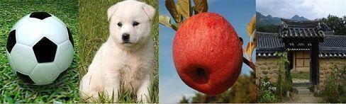 공개사과문 Ball Dog Apple Door