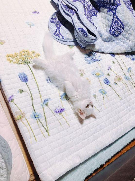 유후