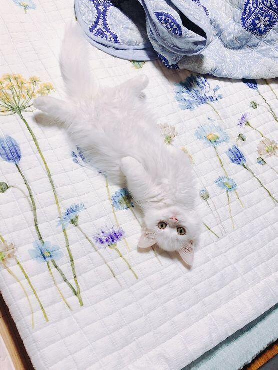 유후