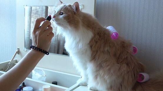 엄청 잘봤잖아? 고양이 보고 힘내서 공부해!! 부모님이 만점을 바라시는가봐...나같은 자식을 둬봤어야 아 우리 스레주가 최고구나 하실텐데 하핫!