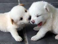 I'm hungry. So, I'll eat you.