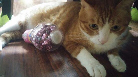 길냥이 출신의 우리집 고양님이시다!