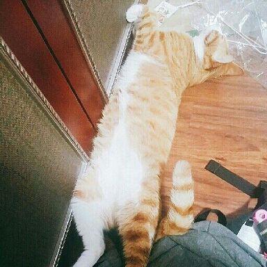 길냥이 출신의 우리집 고양님이시다!