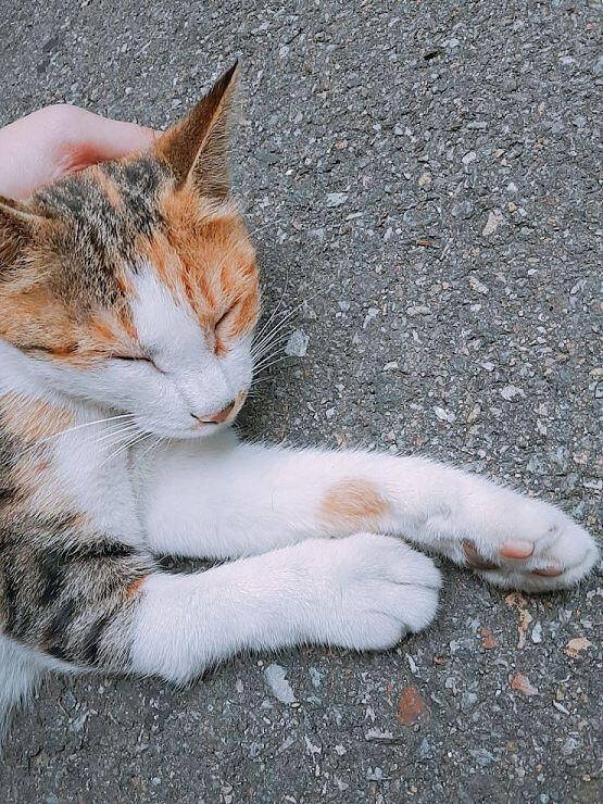 졓아하는데 집에 고먐미가 없어... 대신 우리 스트릿에 계신 주인님들 사진 올리구 감