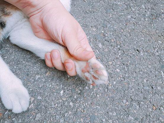졓아하는데 집에 고먐미가 없어... 대신 우리 스트릿에 계신 주인님들 사진 올리구 감