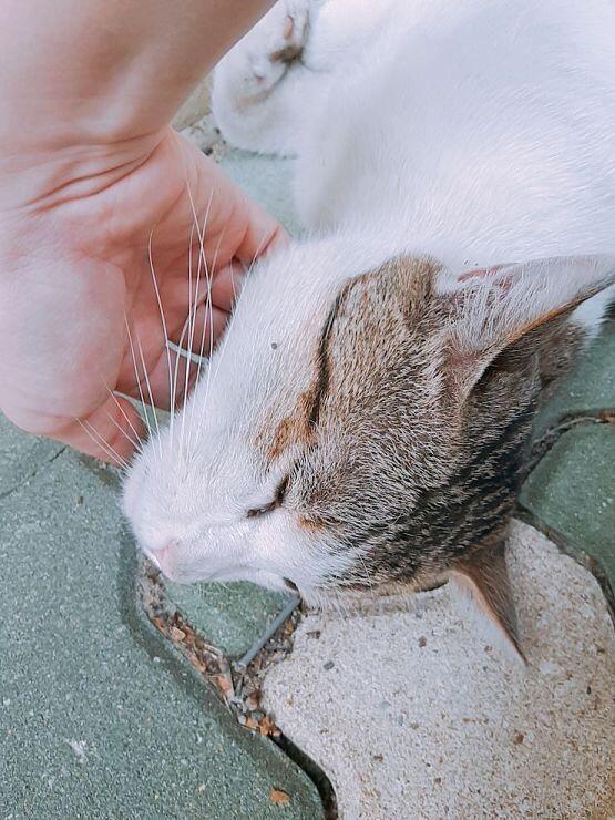 졓아하는데 집에 고먐미가 없어... 대신 우리 스트릿에 계신 주인님들 사진 올리구 감