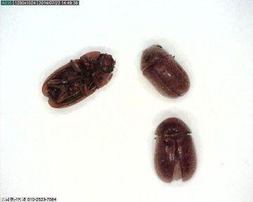 좀 사진 클지도 몰라...혐오 주의해ㅎ.. 울집도 이거 엄청 나오더라고 비닐도 뚫고 나오고 건들면 죽은체도 하니까 죽었는지 확인하고 잘 버리고 