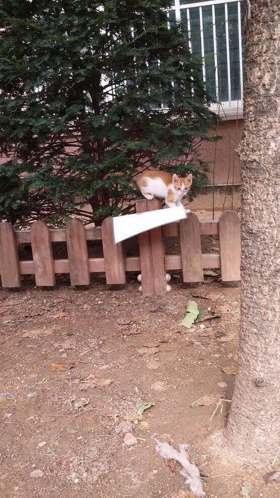 길냥이가족쿠