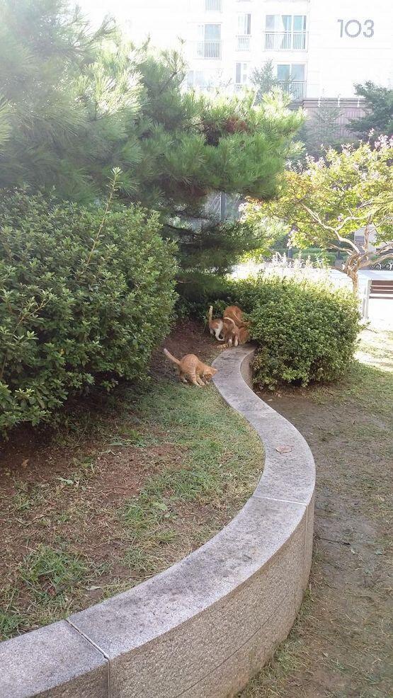 길냥이가족쿠