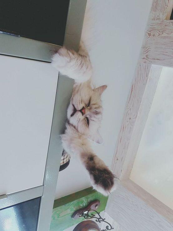 나... 나도 고양이 올릴래...! 냥이카페 가서 찍었어ㅜㅜㅜㅜ