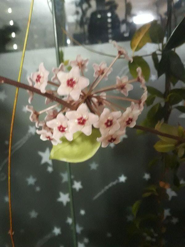혹시 이 꽃이름 안다면 알려줘
