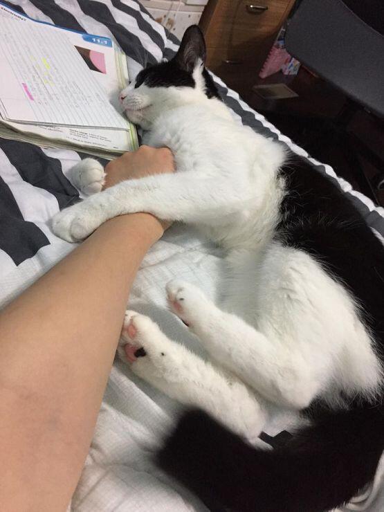 >>21 모두에게 보여줘야해....! 추천 고마웡 ㅎㅎ >>22 흐흐. 고양이는 정말하늘이 내려준 선물이라니까?? 오그오구 ㅠㅠ 내 팔을 끌어안