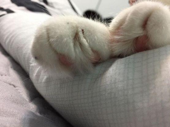 그렇다면.. 사진을 보고도 심장이 멎지 않을 자신이 있는 레스주들만 봐줘...! 초 근접샷 포함이니까..!