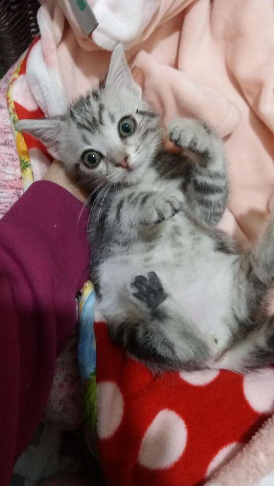캬캬캬캬 받아랏!! 나는 고양이 5마리를 키우고있고 고양이호텔도 하고있지!!사진이라면 많다!!