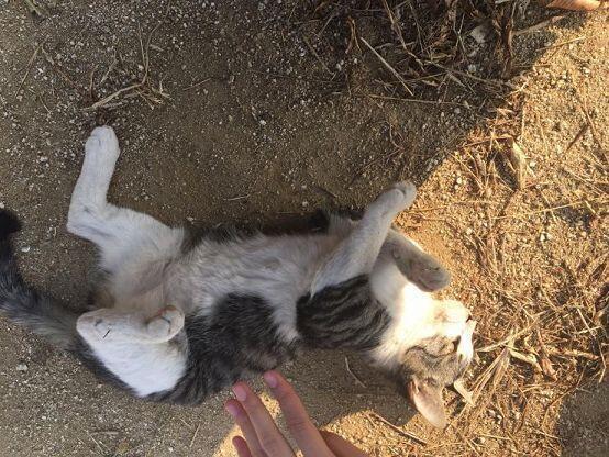 기다려 봐 지금 사진이 안 올라가 빨리 올릴ㄹ 테니 목숨만은 살려줘!! 쨘!!! 학교에 살던 냥냥이