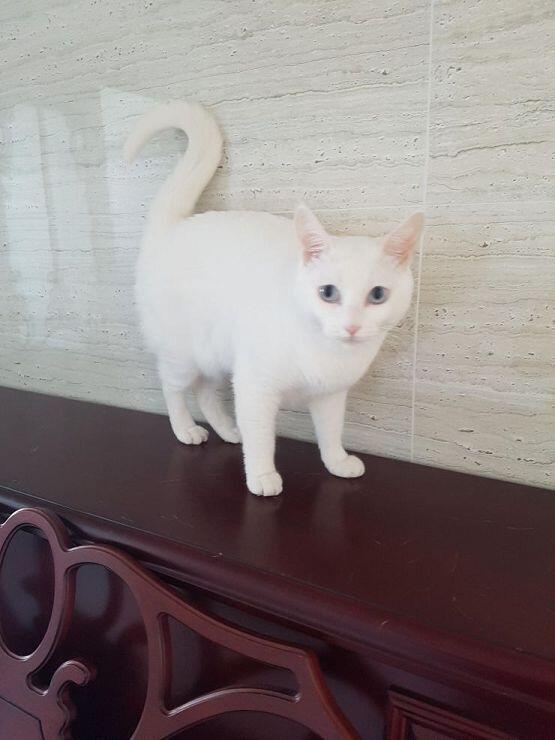 주인님의 형제는 피아노를 좋아해