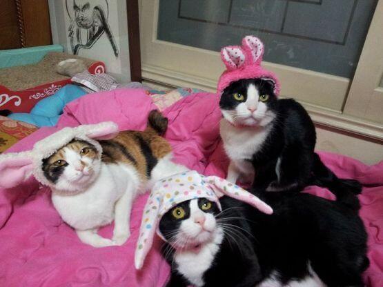 캬캬캬캬 받아랏!! 나는 고양이 5마리를 키우고있고 고양이호텔도 하고있지!!사진이라면 많다!!