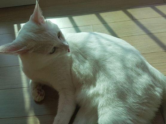 좋아 주인님과 주인님 형제 사진 두 장 ㅋㅋㅋㅋㅋㅋㅋ
