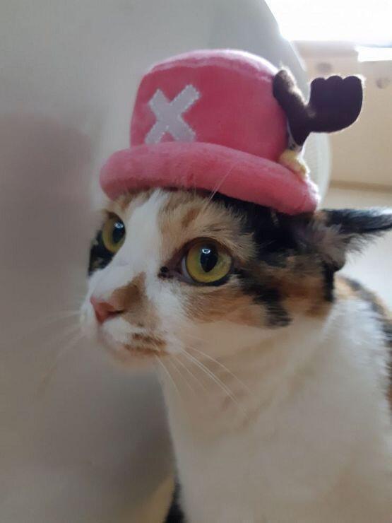 코스냥이닷