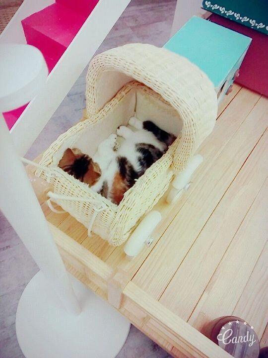 더 올리고 싶은데 바빠서 이만 가야겠다 총 9장이니까 제발 물을 뿌리지는 말아줘!!