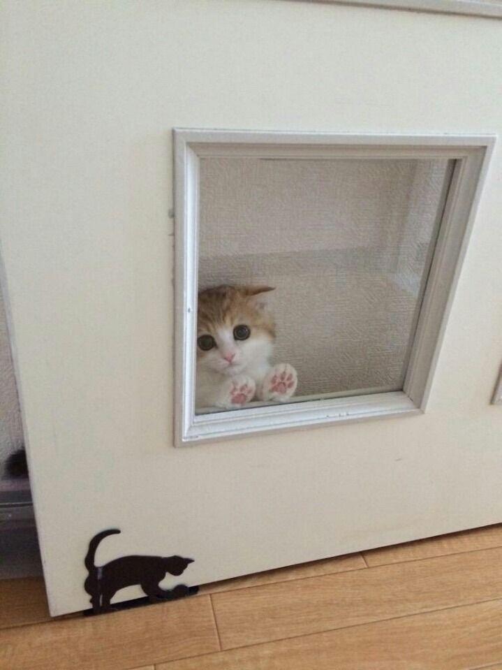 살려주세요!!더 올리겠습니다!!😺