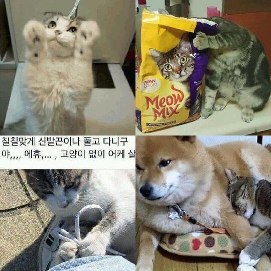 여기있습니다!! 첨부할께 많아 콜라주로 하였습니다. 움짤이 더 많은데 보여줄 수 가 없습니다 ㅜㅠ