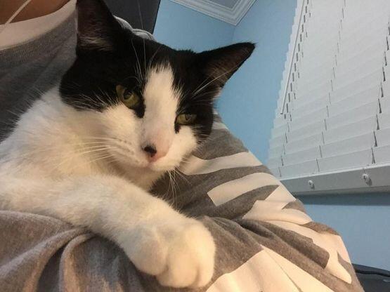 이미 고양이 스레를 세웠던 스레주다. 집사 안 닮아서 다행인 우리 집 주인님이다!!