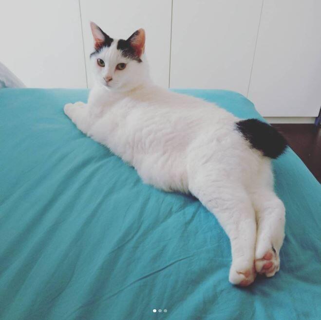 살려주세요!!더 올리겠습니다!!😺