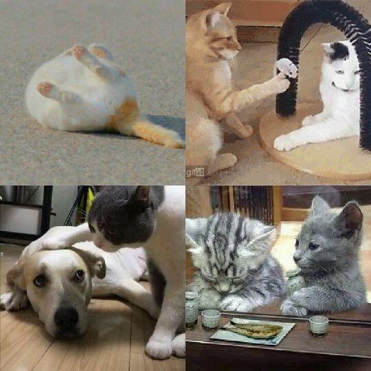 여기있습니다!! 첨부할께 많아 콜라주로 하였습니다. 움짤이 더 많은데 보여줄 수 가 없습니다 ㅜㅠ