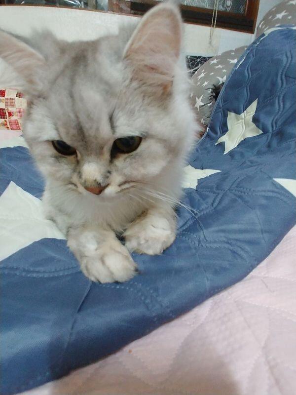 쿄쿄