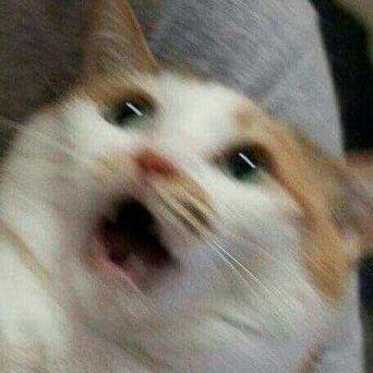 쿄쿄