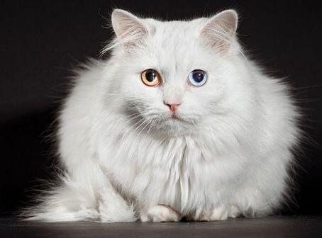 이름: 벌거벗은 임금님 종족: 고양이 담당색: 투명 성별: 아마도 여성 나이: 12살 생김새: 종은 터키시 앙고라. 굉장히 긴 흰색의 털을 가짐