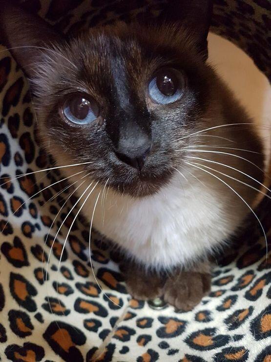 우리집 주인님의 사진이야 제발 목숨만은 살려줘ㅜㅜㅠ🐈