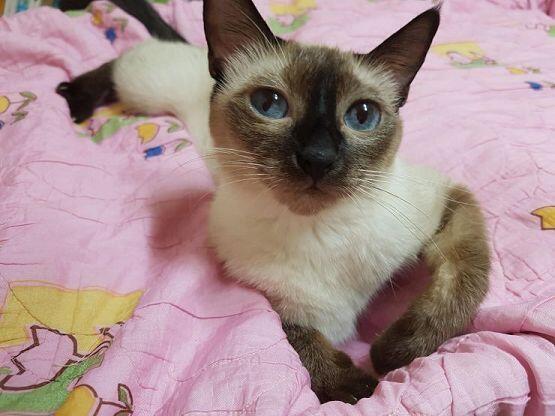 우리집 주인님의 사진이야 제발 목숨만은 살려줘ㅜㅜㅠ🐈